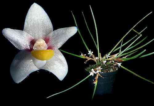 Ceratostylis subulata